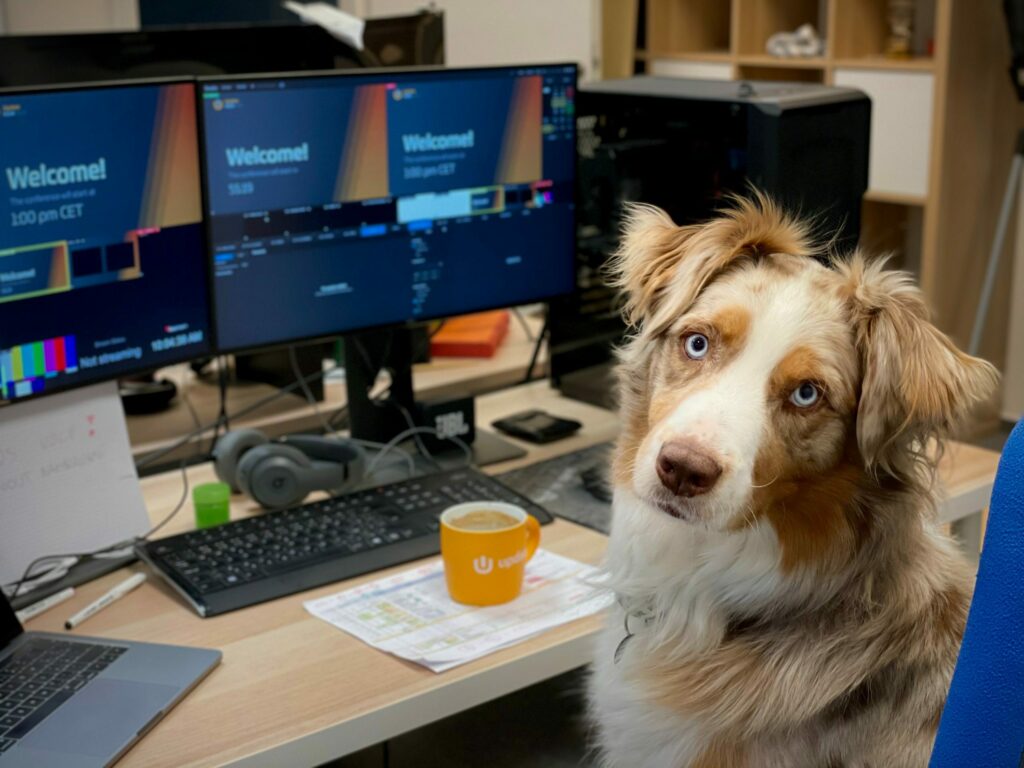 dog-and-computer-scaled-9471810